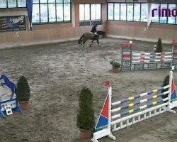 jumper Pep Step G (Westphalian, 2004, from Pep)