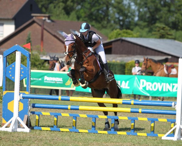 jumper Come Again (Finnish Warmblood,  , from Come Back I)