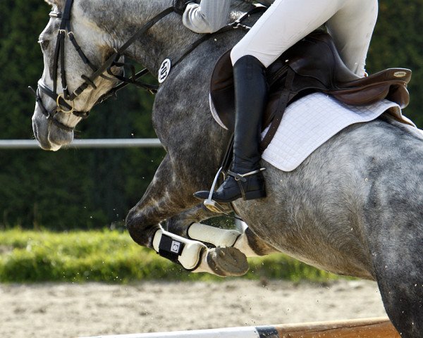 jumper Landano Z (Zangersheide riding horse, 2007, from Landfein)