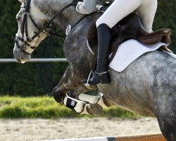 jumper Landano Z (Zangersheide riding horse, 2007, from Landfein)