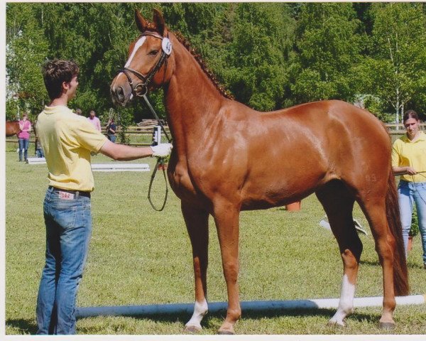 Zuchtstute Royals Roxana (Hannoveraner, 2007, von Royal Blend)