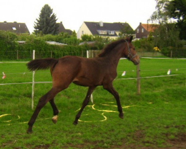 horse Starlight (Oldenburg, 2007, from Sir Donnerhall I) horse Starlight (Oldenburg, 2007, from Sir Donnerhall I)