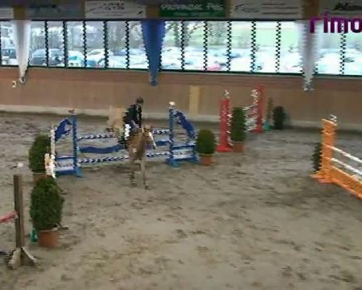 jumper Ziggy Stardust 2 (Pony without race description, 2003)