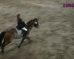jumper Vicky 148 (German Riding Pony, 1990)