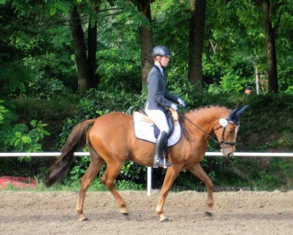 jumper Samira Fee (German Warmblood, 2004, from Samico F)