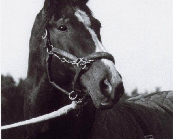 Deckhengst Farello (Bayer, 1980, von Fantast)