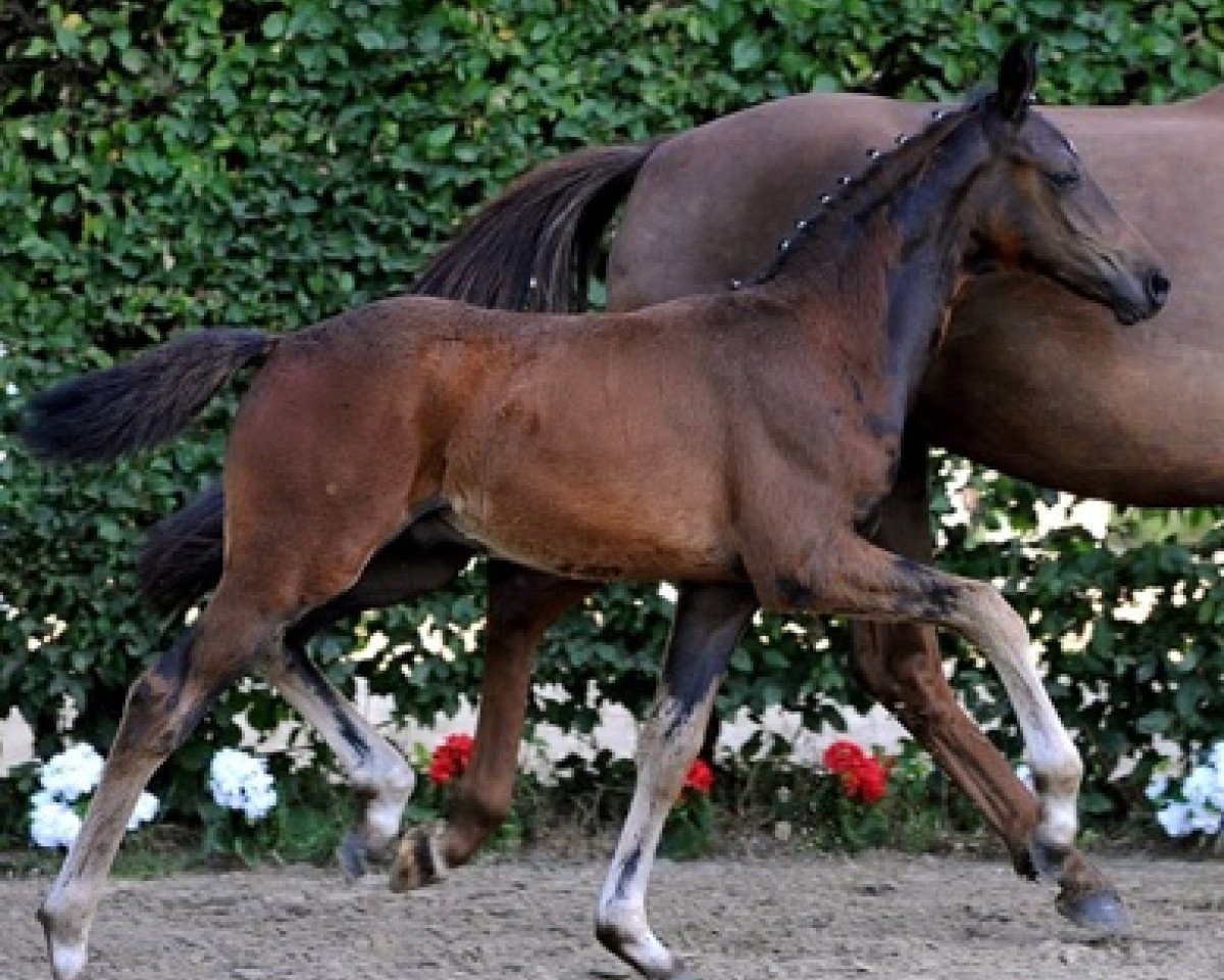Pferd Diamantendonner (Westfale, 2011, von Diamond Hit)
