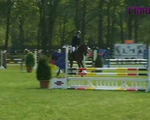 Springpferd Quebec 45 (Westfale, 2007, von Quinta Real)