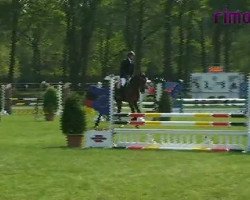 jumper Quebec 45 (Westphalian, 2007, from Quinta Real)