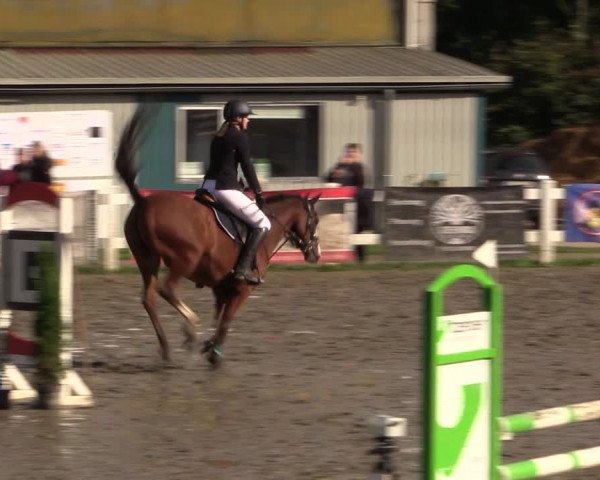 Reitturnier Mildstedt 2022