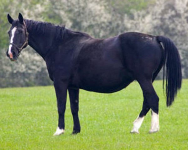 broodmare Delightful Princess (British Sport Horse, 1985, from Demonstrator)