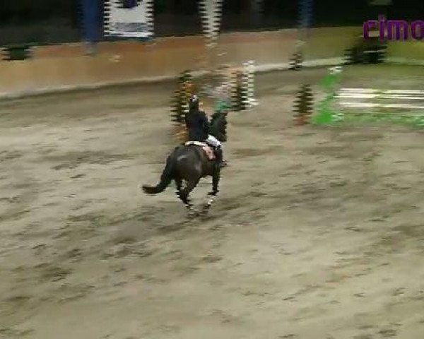 jumper Ghiorsal B (Oldenburg, 1997, from Grosso Z)