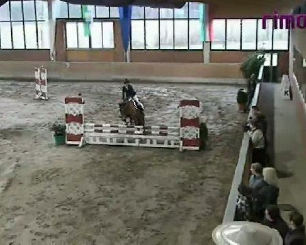 Springpferd Bronco (unbekannt,  )