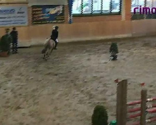 Springpferd Mary Ann 8 (Deutsches Reitpony, 2004, von FS Maracaibo)