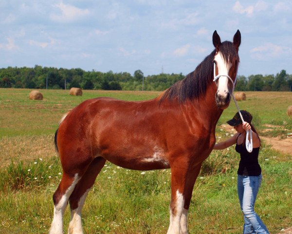 horse Sprucelane Abby (Clydesdale, 2011, from Oak Park Buddy) horse Sprucelane Abby (Clydesdale, 2011, from Oak Park Buddy)