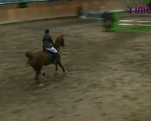 jumper Daria 33 (Westphalian, 1996, from Diamo)