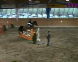 jumper Bakela (Oldenburg show jumper, 2005, from Balou du Rouet)