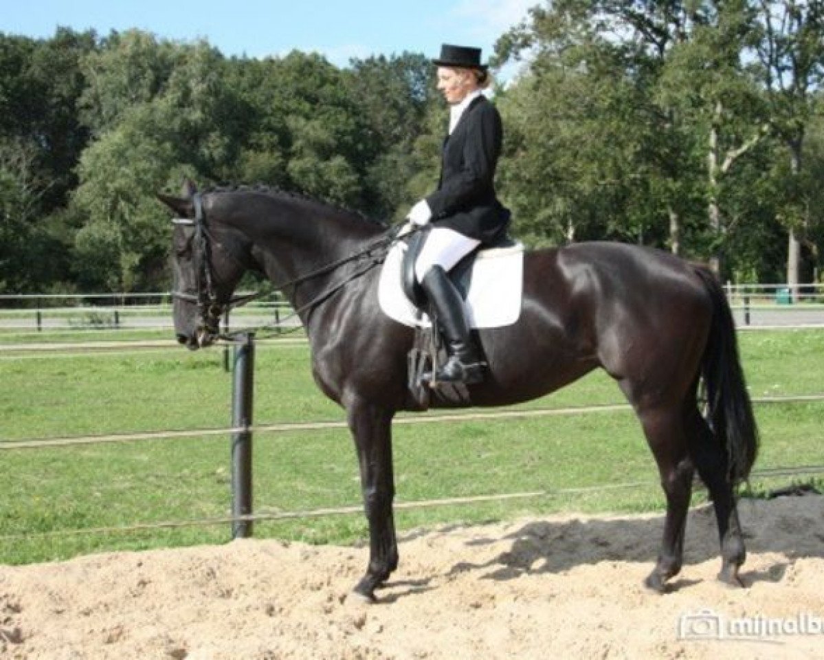broodmare Vorstin (KWPN (Royal Dutch Sporthorse), 2002, from Darlington)