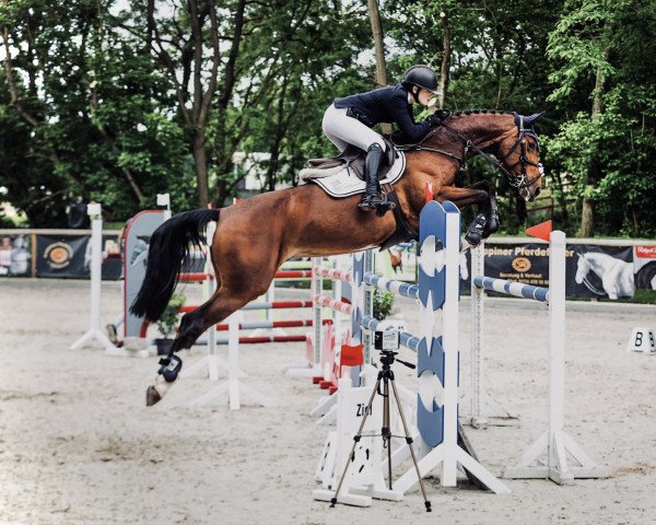 broodmare Amy 322 (German Sport Horse, 2014, from Chacco Me Biolley)