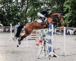 broodmare Amy 322 (German Sport Horse, 2014, from Chacco Me Biolley)