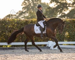 dressage horse Mendo (Pura Raza Espanola (PRE), 2013, from Cerro)