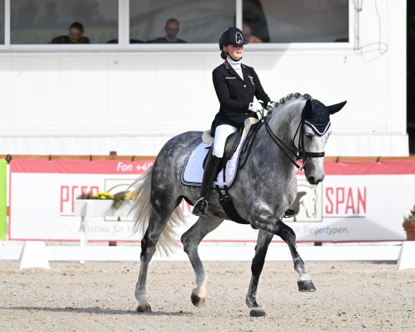 dressage horse MADITAH (Westphalian, 2013, from Vitalis)