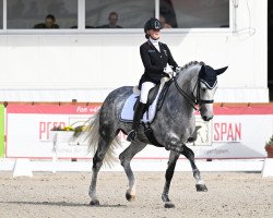Dressurpferd MADITAH (Westfale, 2013, von Vitalis)