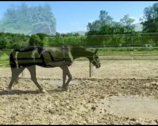 Video von Deep Melody