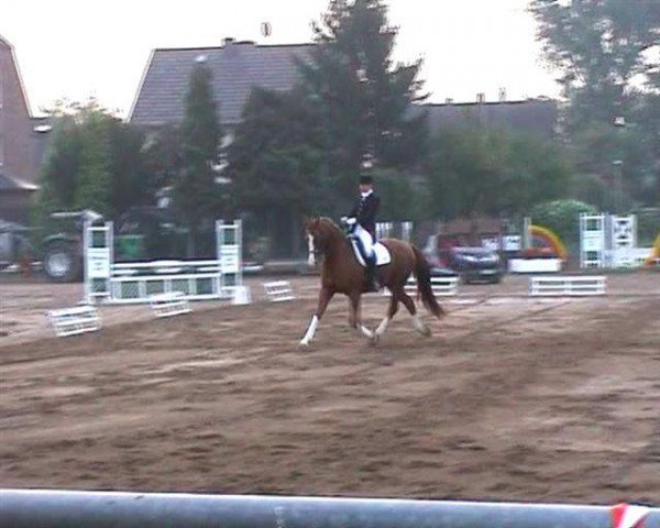 horse D'Accord 50 (Hanoverian, 1989, from Drosselklang II)