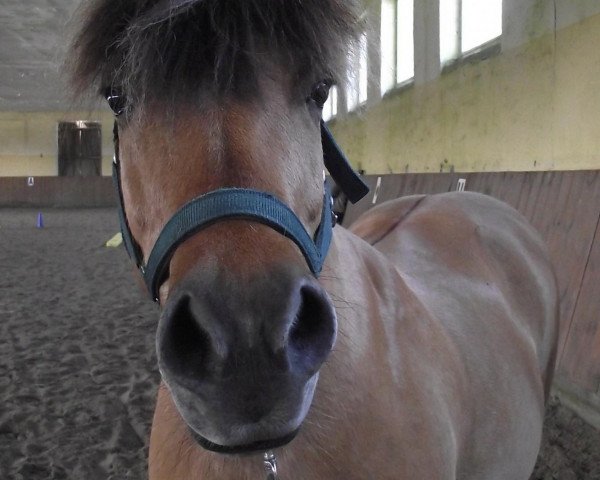 horse Chester (Fjord Horse, 1991)