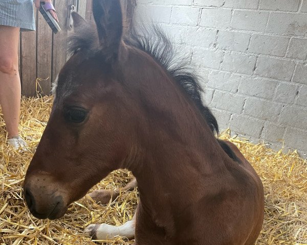 horse For Stormboy (Hanoverian, 2022, from Flashbang)