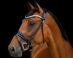 dressage horse Aqui R (Holsteiner, 2016, from Amber 119)