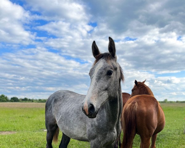 horse Castalandro S (German Sport Horse, 2021, from Casskeni II)