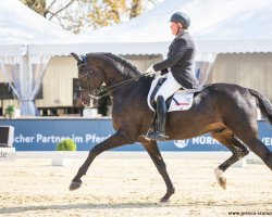 dressage horse Ripasso (Oldenburg, 2007, from Rubin Cortes OLD)
