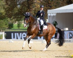 dressage horse Let It Be NRW (Westphalian, 2010, from Lissaro)