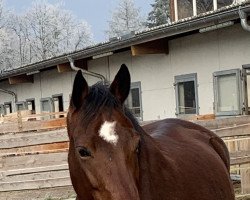 Dressurpferd Der Kleine Tänzer (Deutsches Reitpony, 2016, von Reitland's Du oder Keiner)