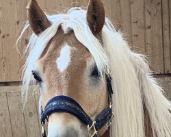 Dressurpferd AC/DC (Haflinger, 2016, von Amore Mio)