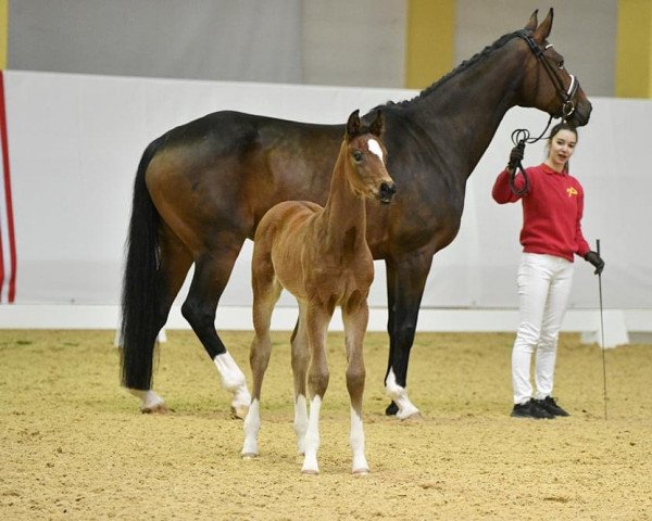 Pferd Feronia (Österreichisches Warmblut, 2022, von For Romance I)