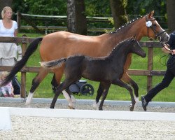 horse Himiko vom Derkingshof (German Riding Pony, 2022, from Herzbube D WE)