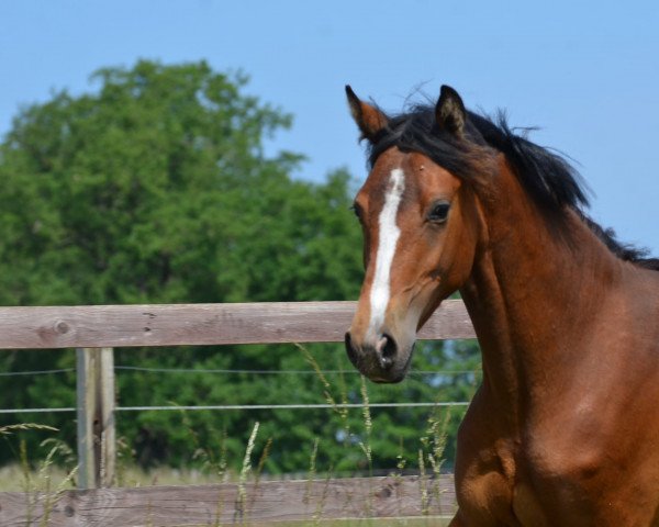 broodmare Cascaya vom Derkingshof (German Riding Pony, 2021, from Top Champion)