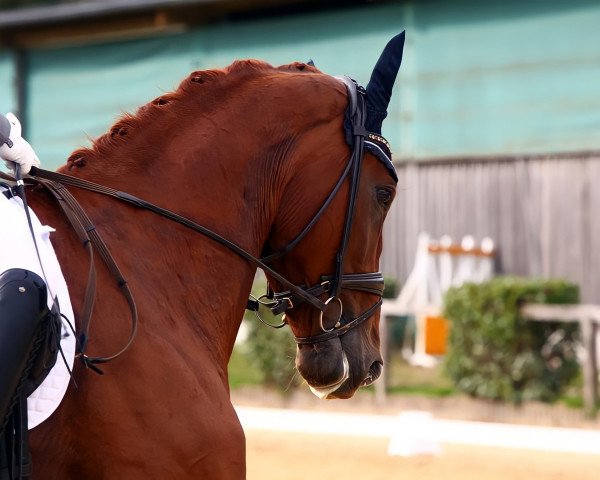 dressage horse Rio Royal (Rhinelander, 2016, from Riccio)