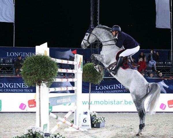 Deckhengst Game Boy (Belgisches Warmblut, 2006, von Winningmood van de Arenberg)
