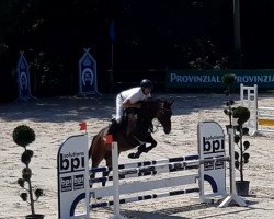 jumper Star D'Or (Westphalian, 2016, from Stakkato Gold)