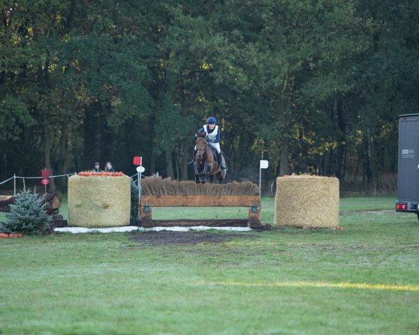 broodmare Holiday (Oldenburg show jumper, 2014, from Zento)