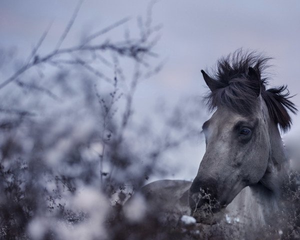 broodmare Drottning von Asgard (Iceland Horse, 2001, from Spuni fra Graenuhlid)