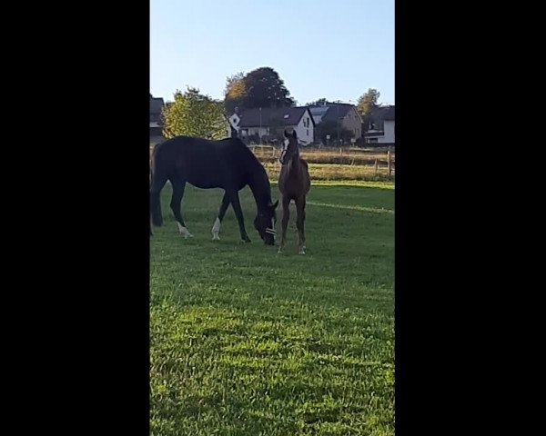 Video von Danesta SK