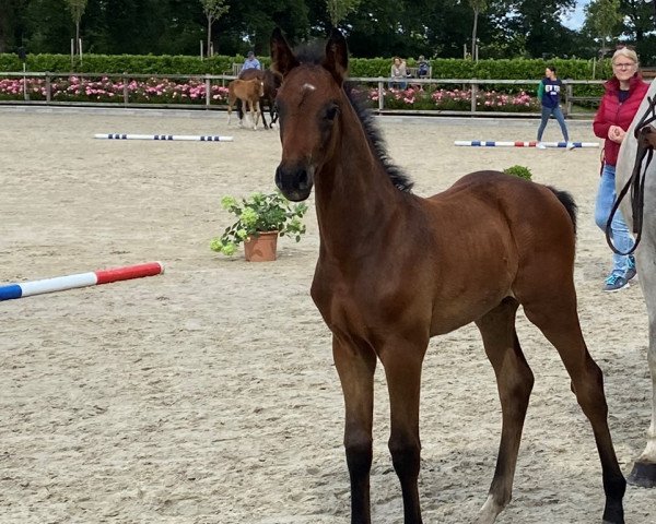 horse Caruso (Holsteiner, 2022, from Cascadello)