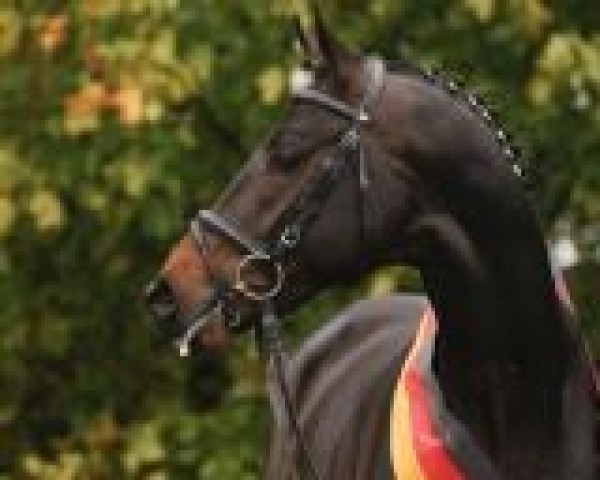 stallion Iskander (Trakehner, 2006, from Le Rouge 7)