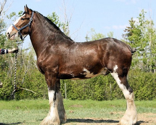 horse Willow Way Inferno (Clydesdale, 2008, from Willow Way Bacardi)