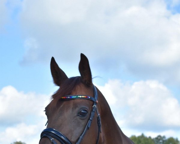 horse Rossini K 5 (Oldenburg, 2015, from Rockefeller)